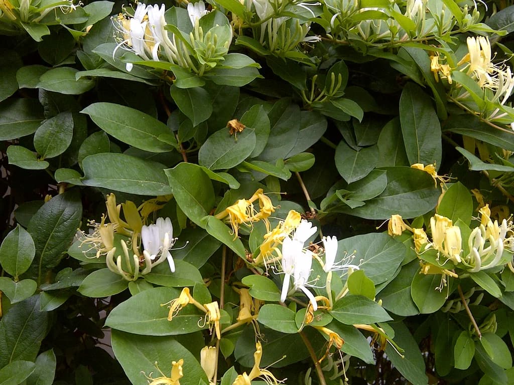 Chèvrefeuille - illustration botanique