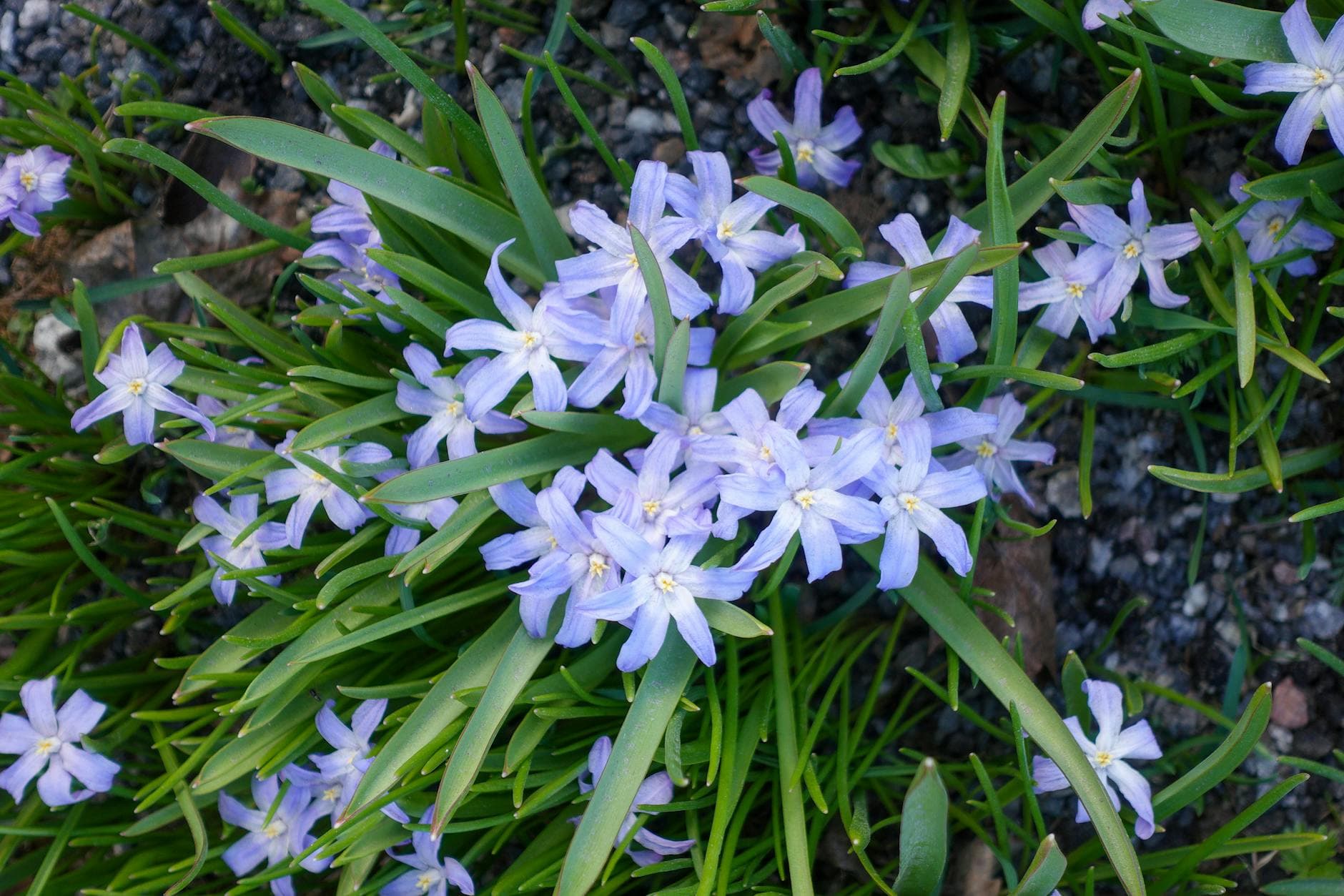 Chionodoxa (gloire des neiges) - illustration botanique