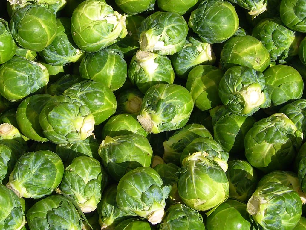 Chou de Bruxelles - illustration botanique