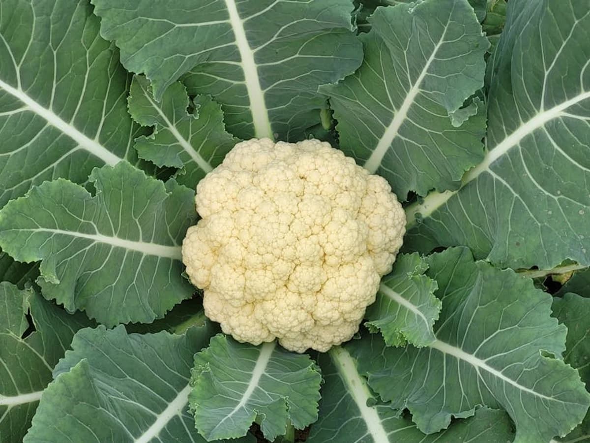 Chou-fleur - illustration botanique