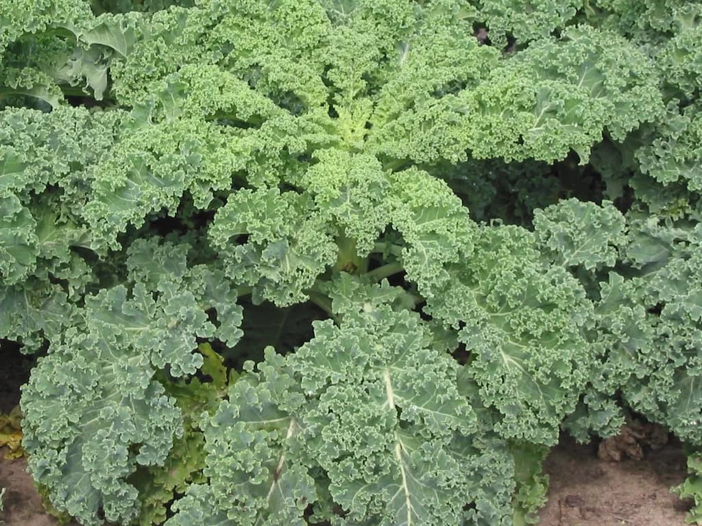 Chou frisé (kale) - illustration botanique