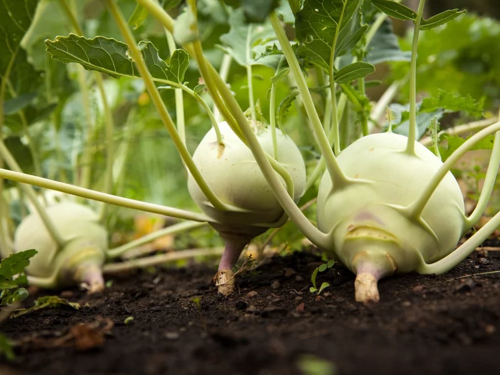 Chou-rave - illustration botanique