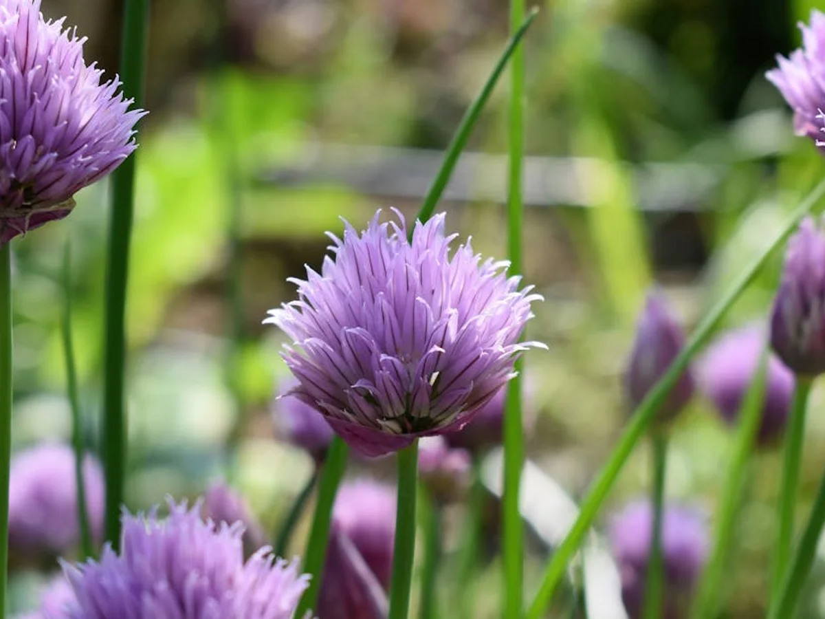 Ciboulette - illustration botanique