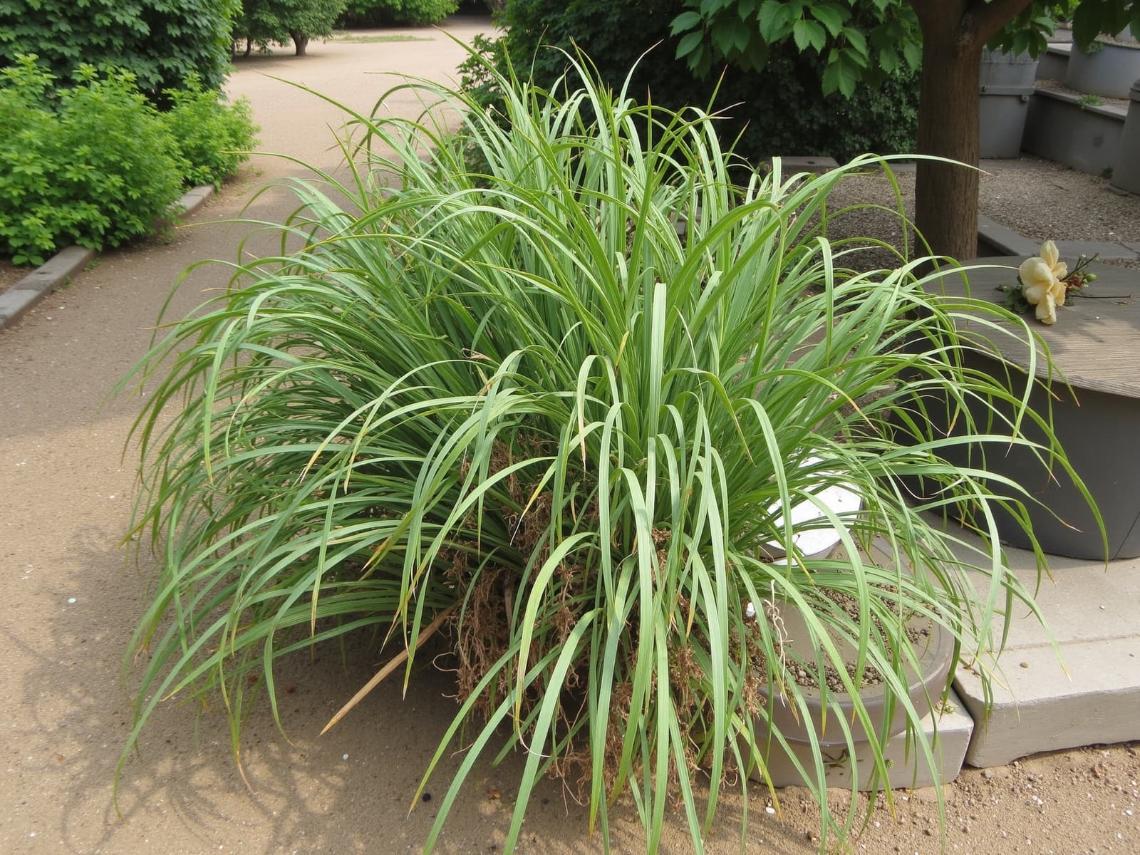 Citronnelle - illustration botanique