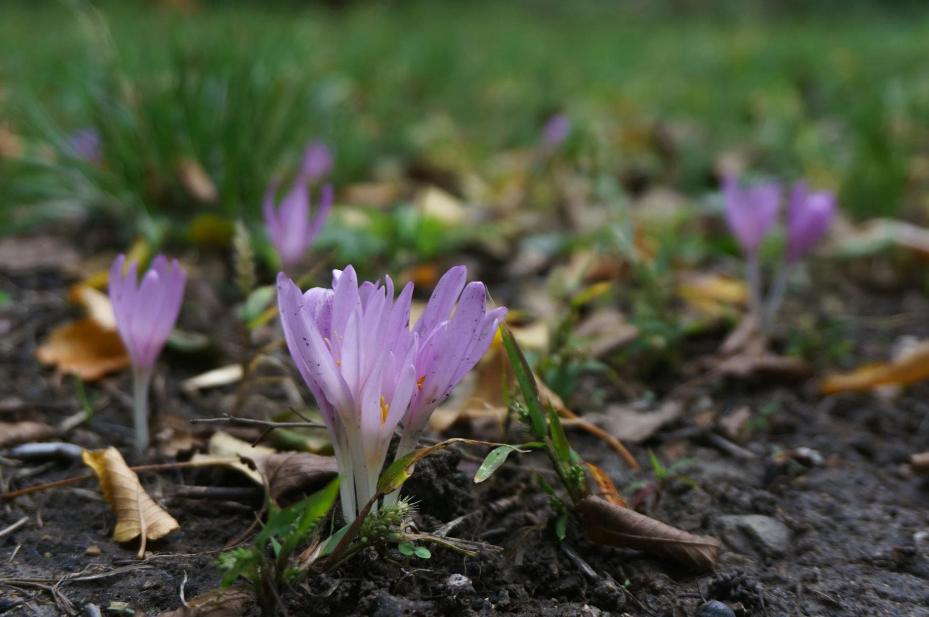 Colchique - illustration botanique