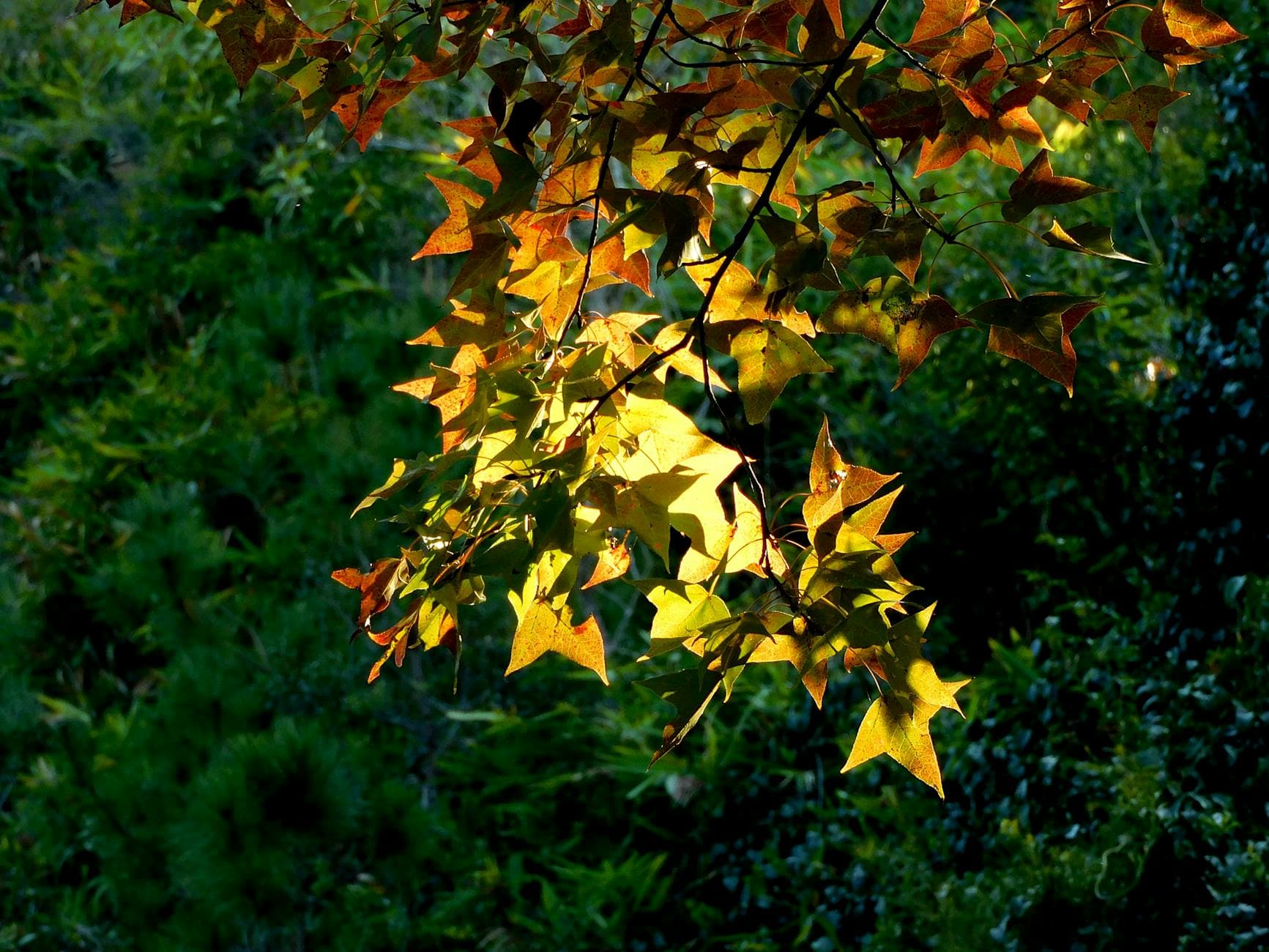 Copalme d'Amérique - illustration botanique