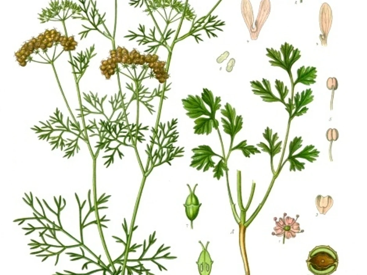 Coriandre - illustration botanique