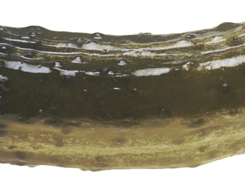 Cornichon - illustration botanique