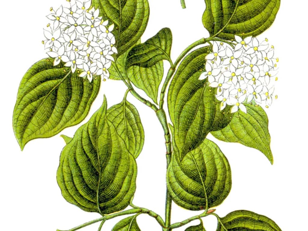 Cornouiller - illustration botanique