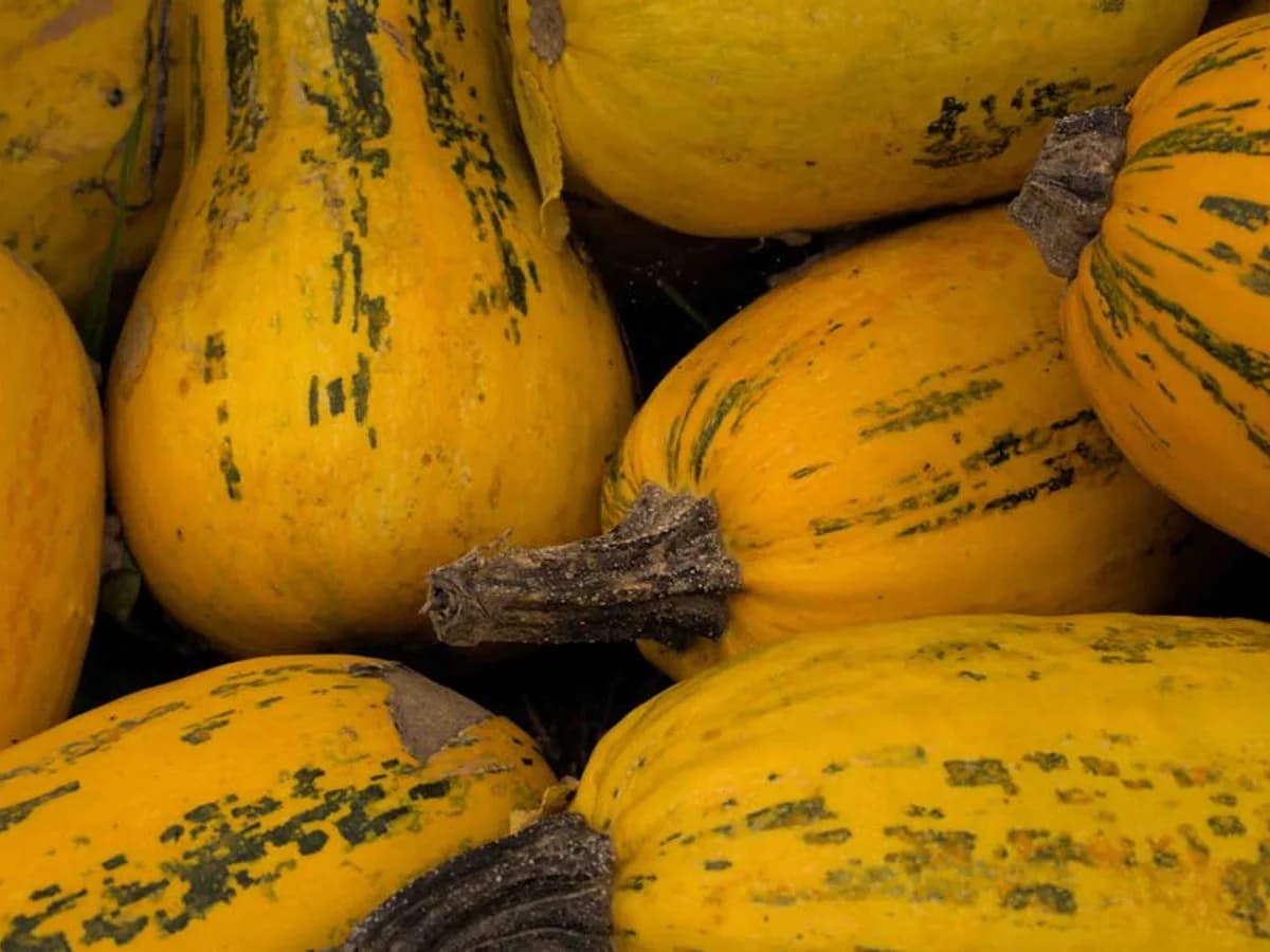 Courge spaghetti - illustration botanique