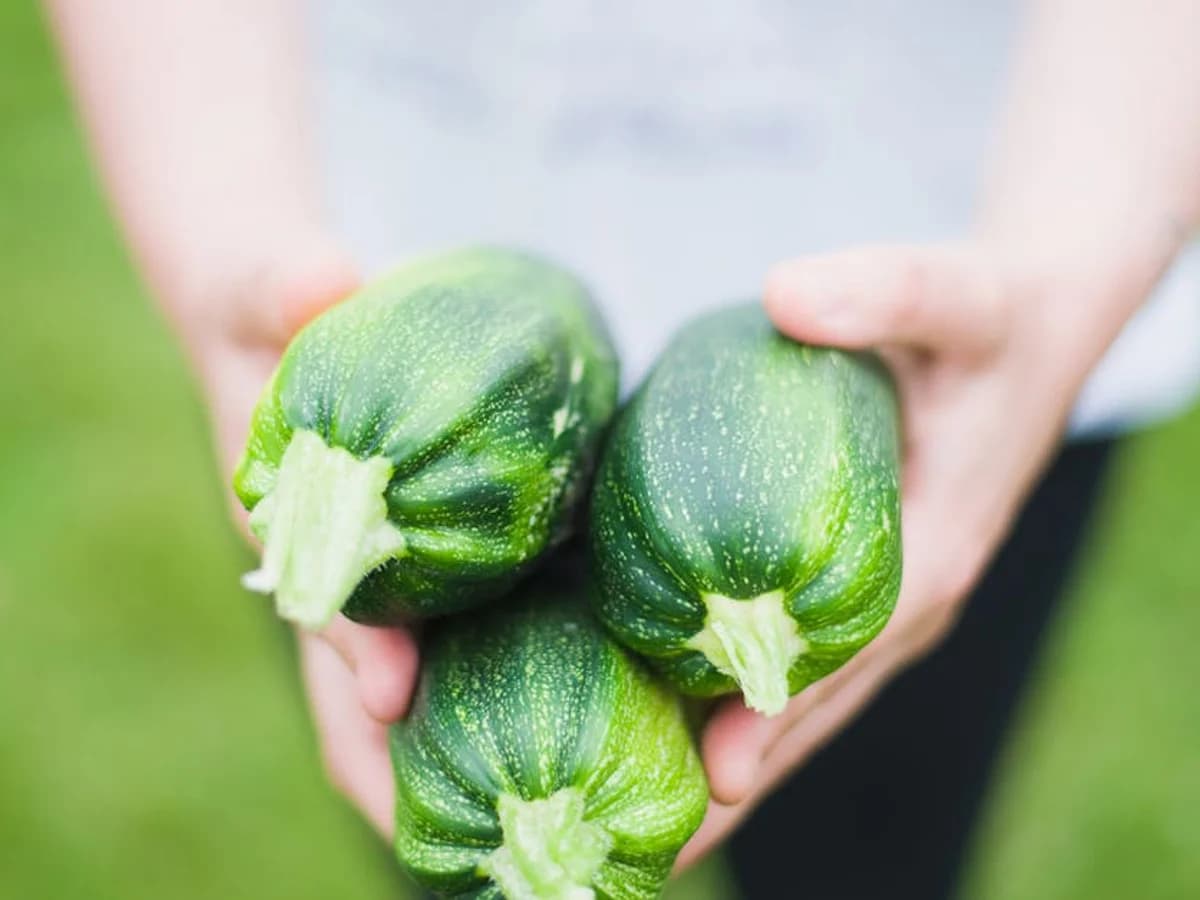 Courgette ronde - illustration botanique