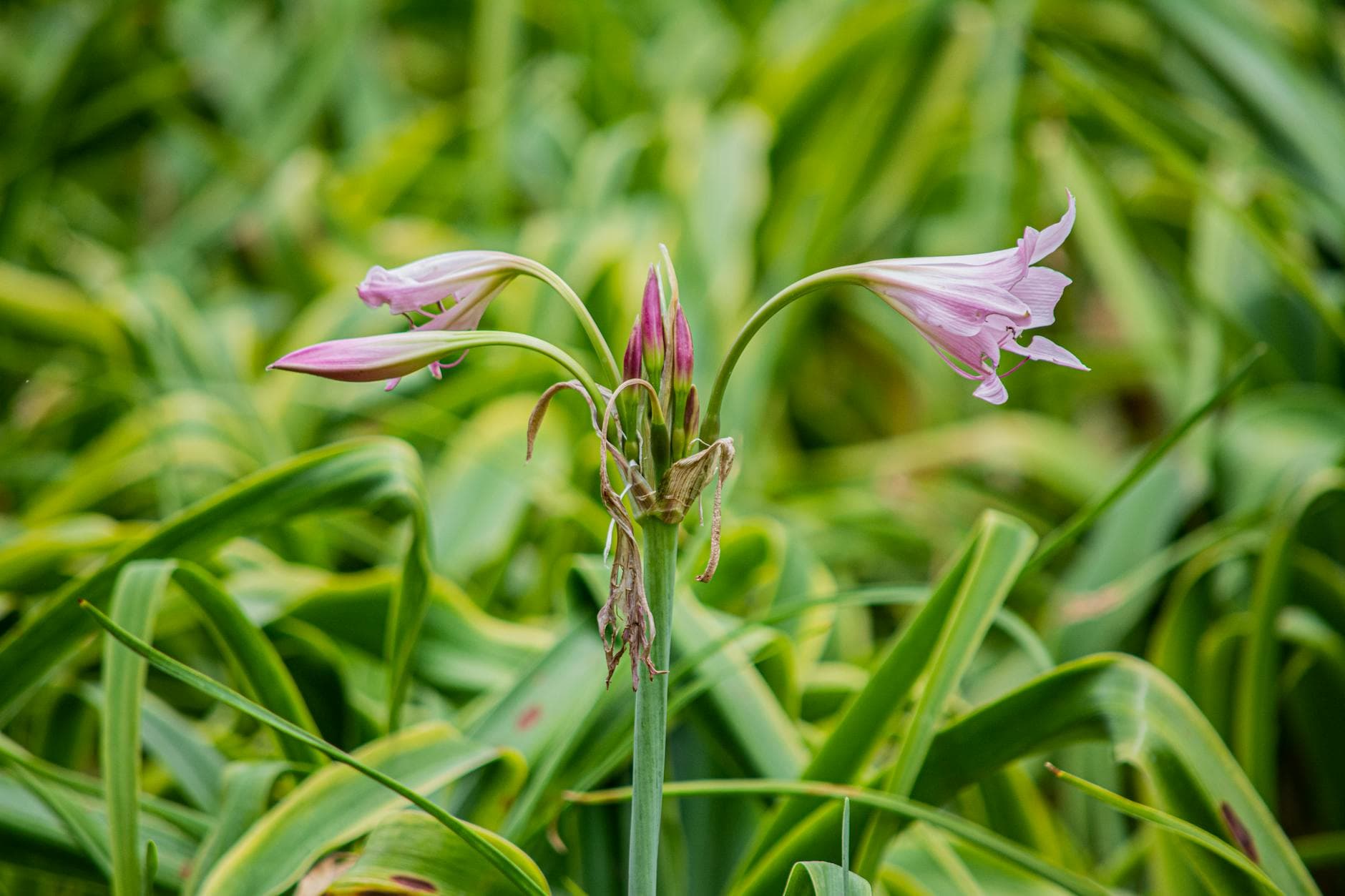 Crinum - illustration botanique