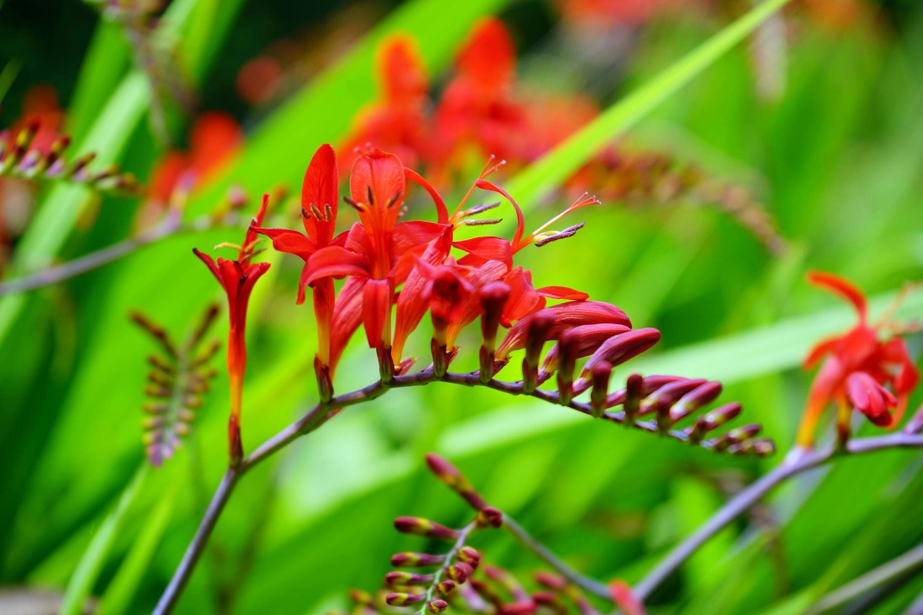 Crocosmia Lucifer - illustration botanique