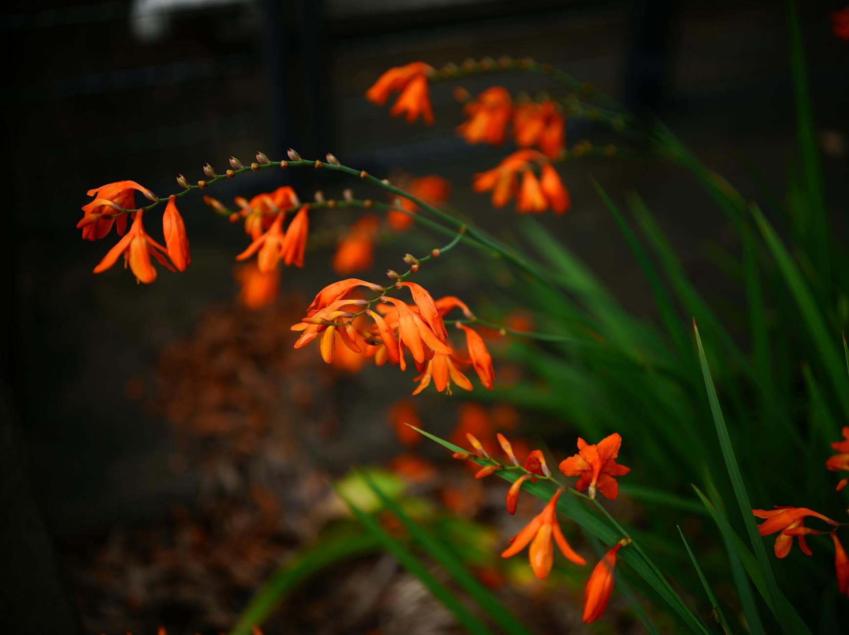 Crocosmia (Montbretia) - illustration botanique