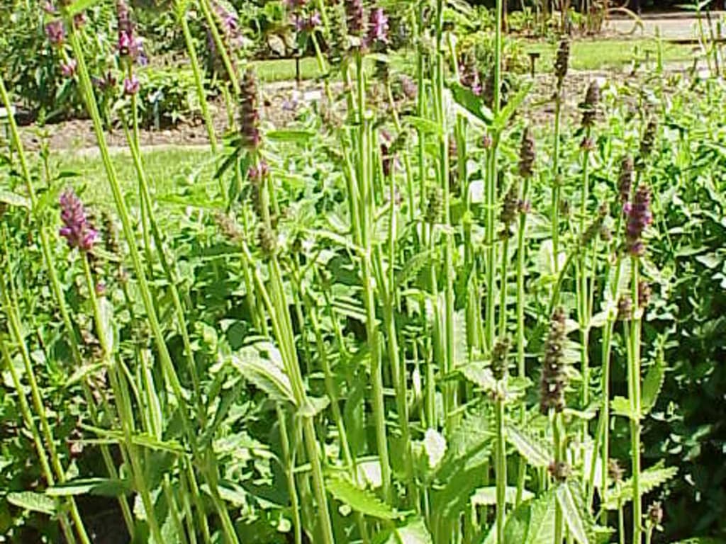 Crosne du Japon - illustration botanique