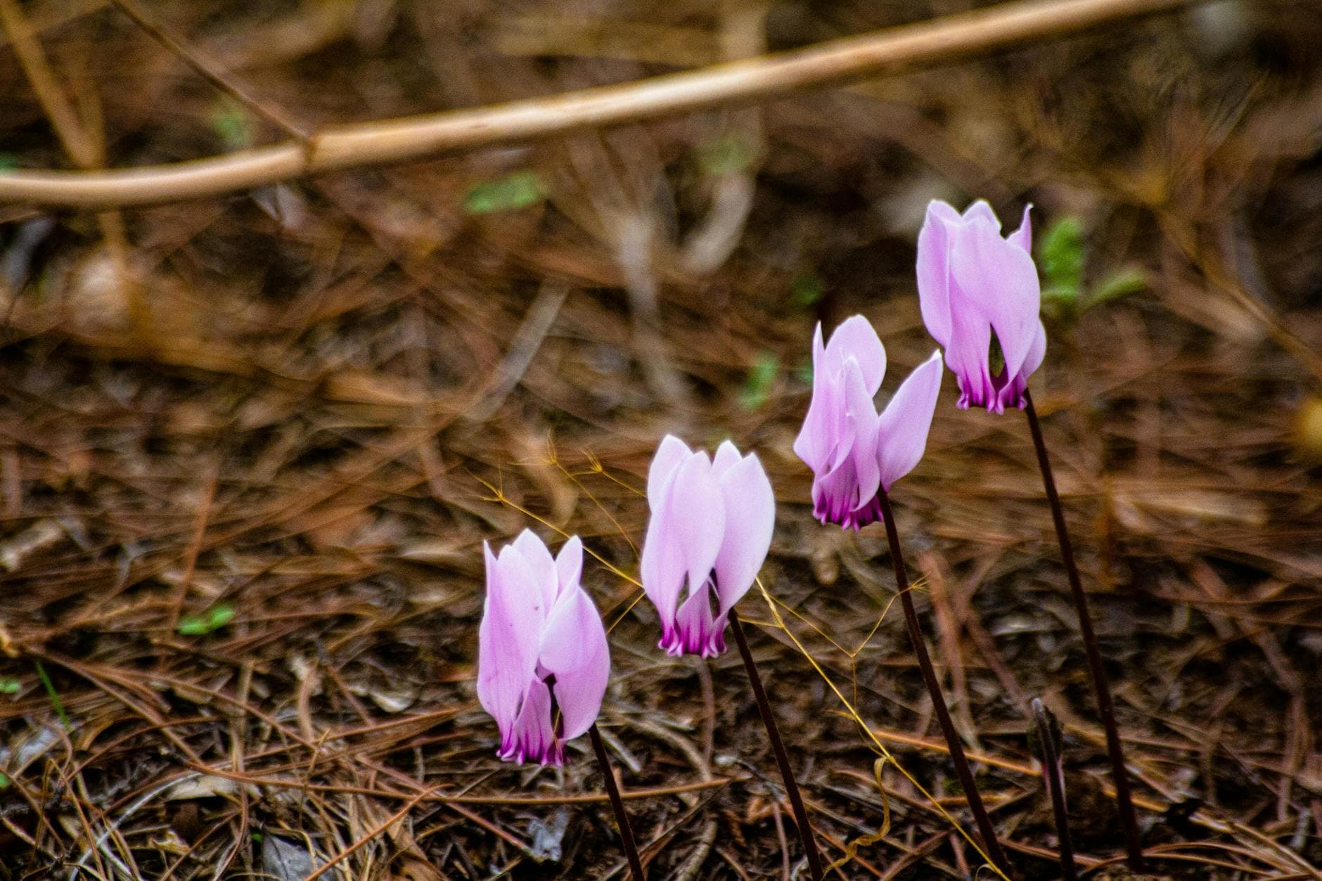 Cyclamen de Naples - illustration botanique