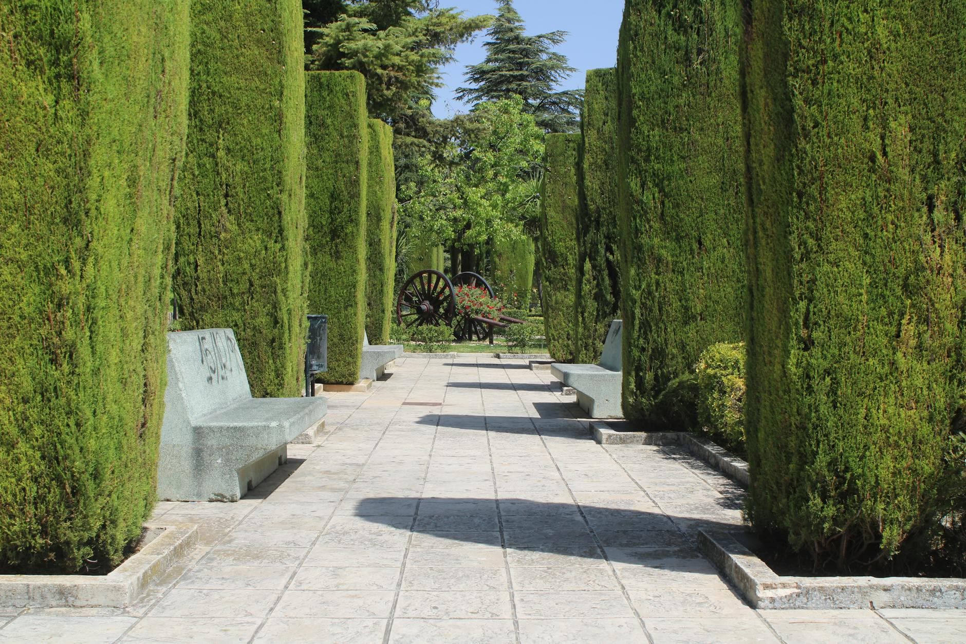 Cyprès de Leyland - illustration botanique