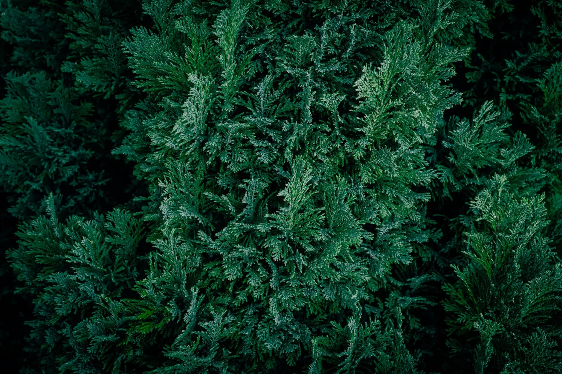 Cyprès de Nootka - illustration botanique