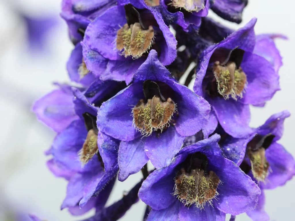 Delphinium - illustration botanique
