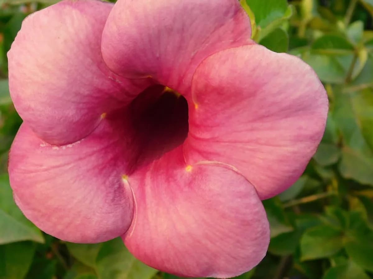 Dipladénia (Mandevilla) - illustration botanique