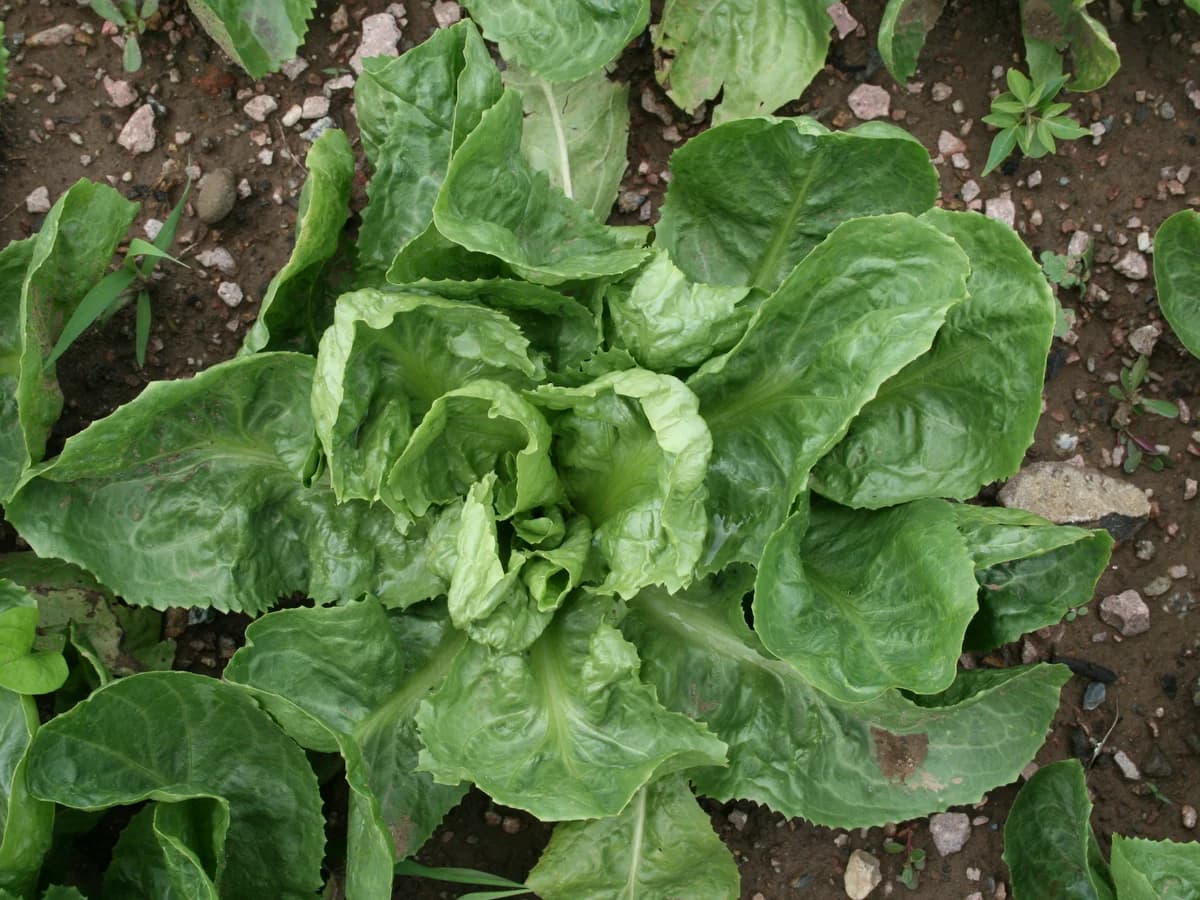 Endive (chicorée de Bruxelles) - illustration botanique