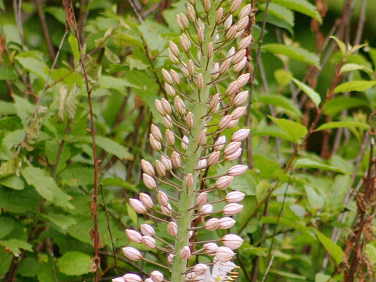 Eremurus (lis des steppes) - illustration botanique