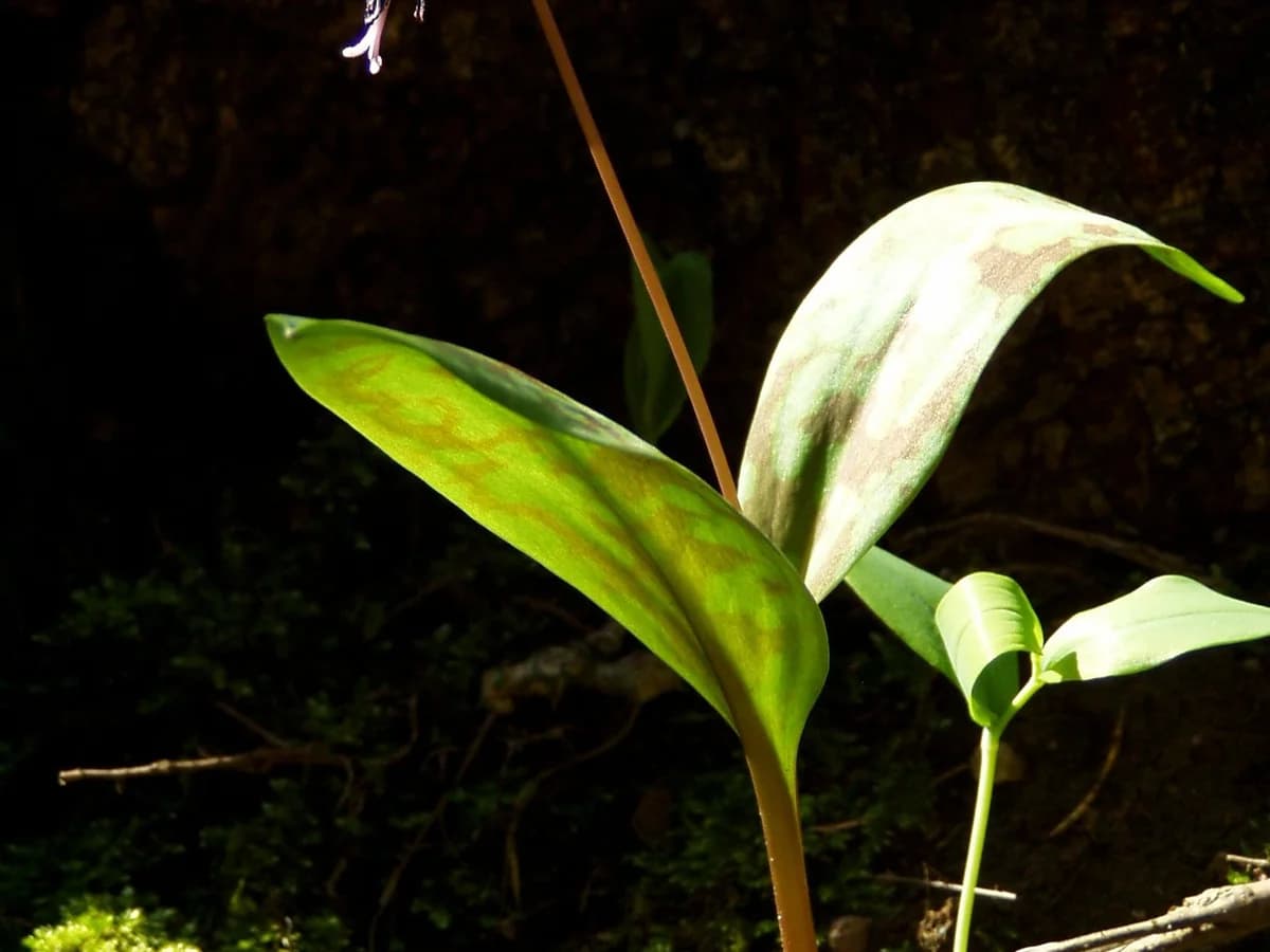 Erythronium (dent-de-chien) - illustration botanique