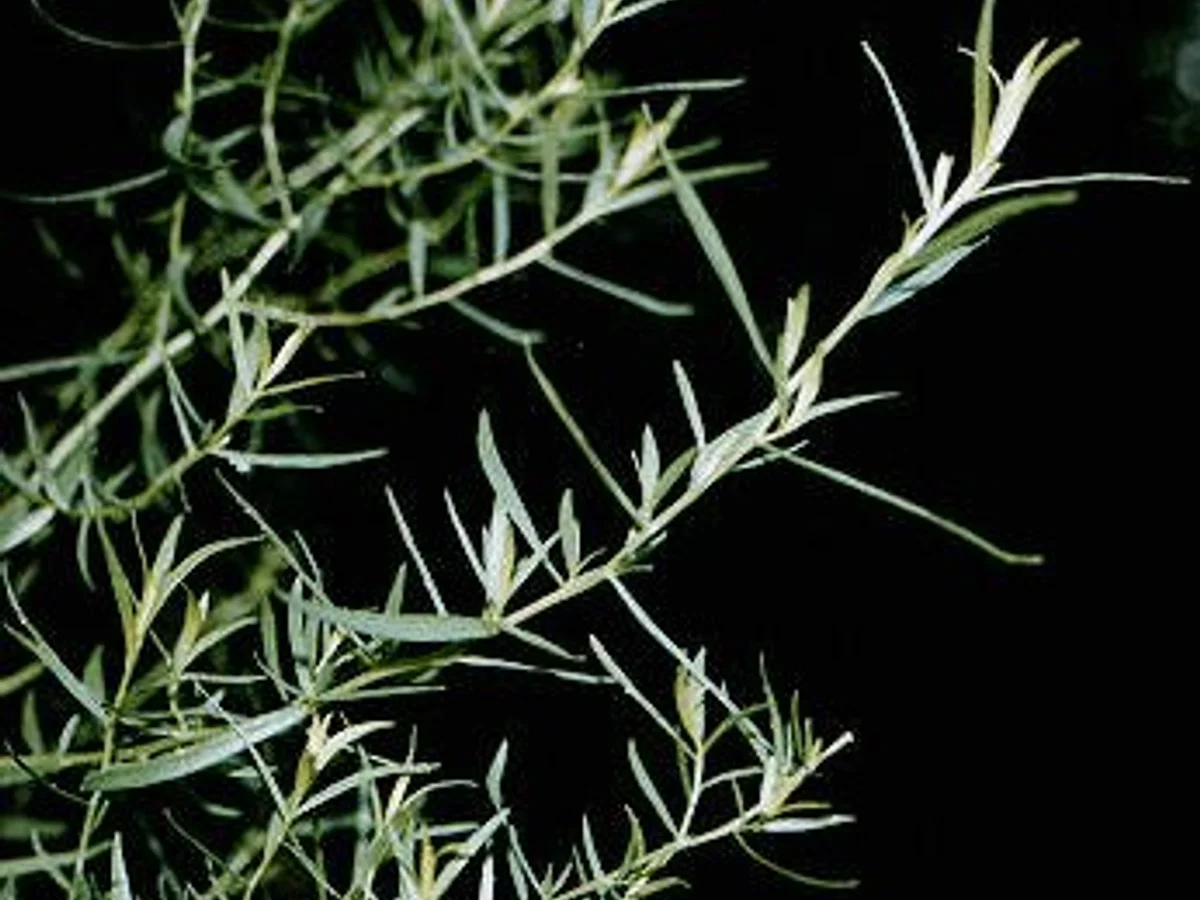 Estragon - illustration botanique