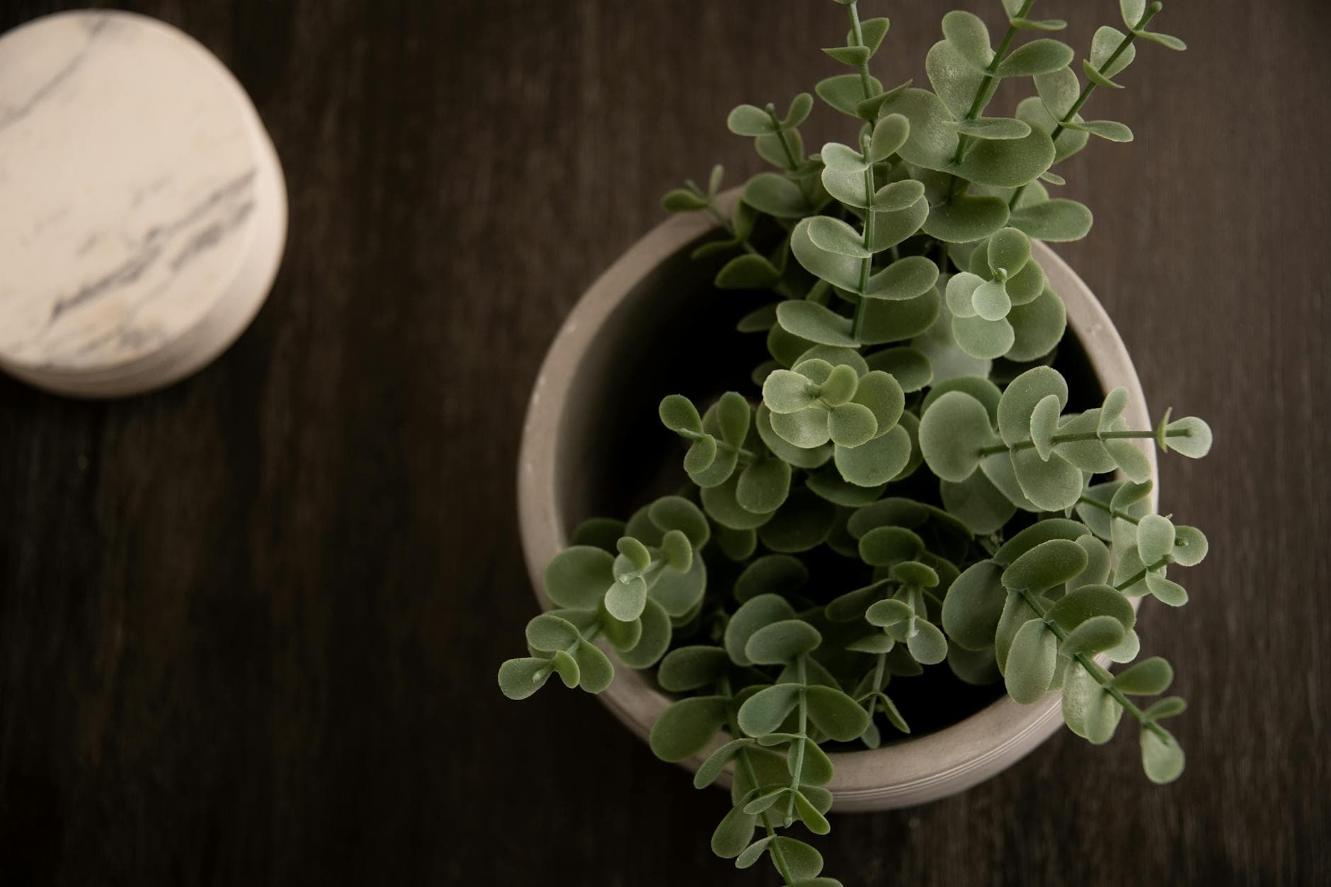 Eucalyptus de Gunn - illustration botanique