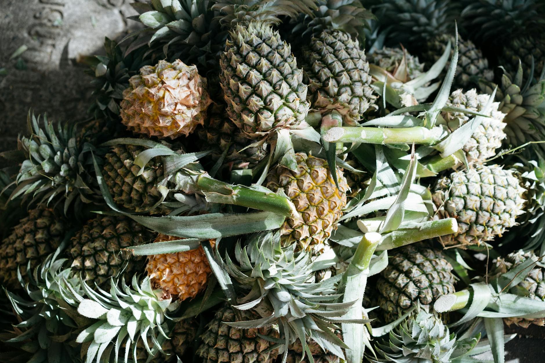 Eucomis (fleur ananas) - illustration botanique