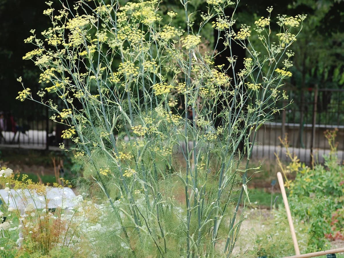 Fenouil - illustration botanique