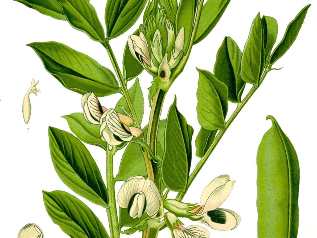 Fève - illustration botanique
