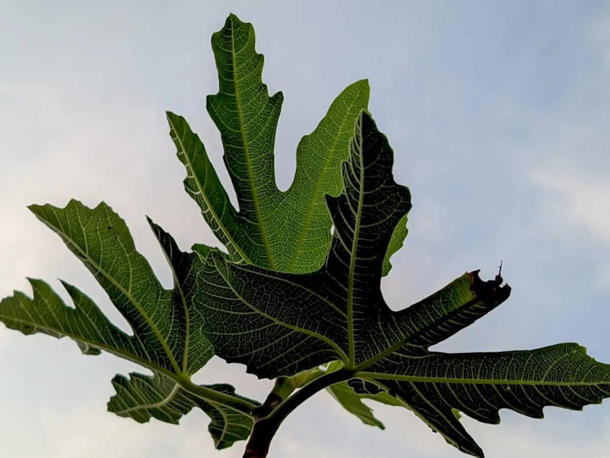 Figuier - illustration botanique