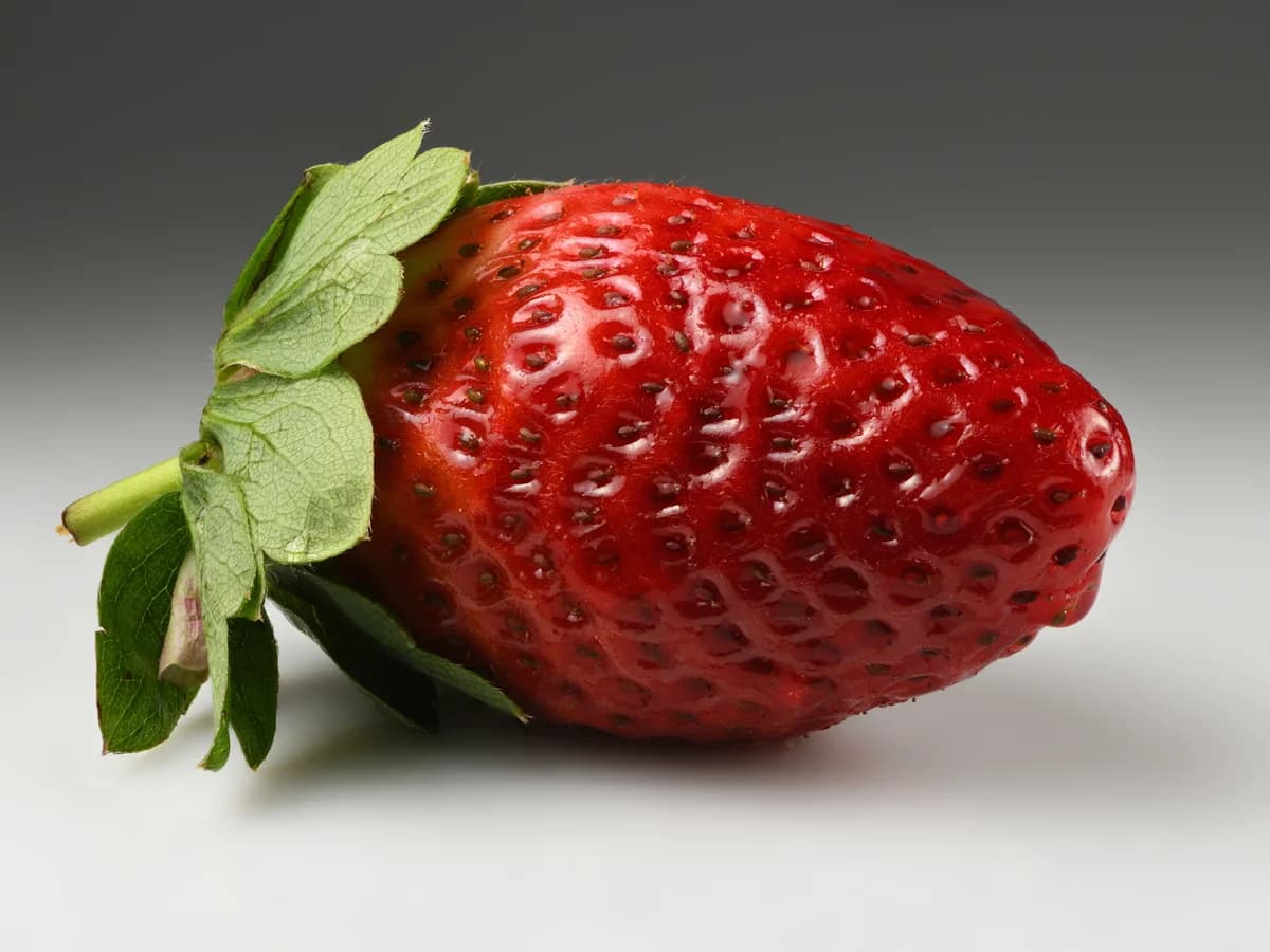 Fraisier remontant - illustration botanique