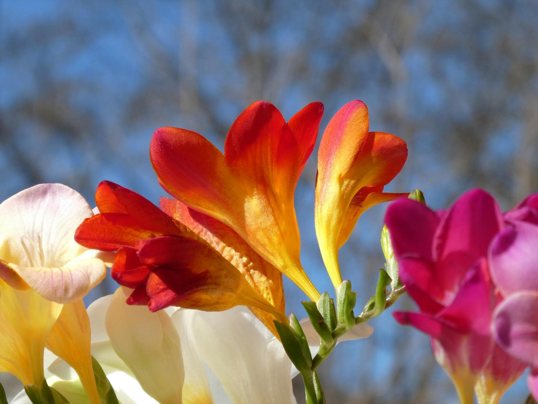 Freesia - illustration botanique
