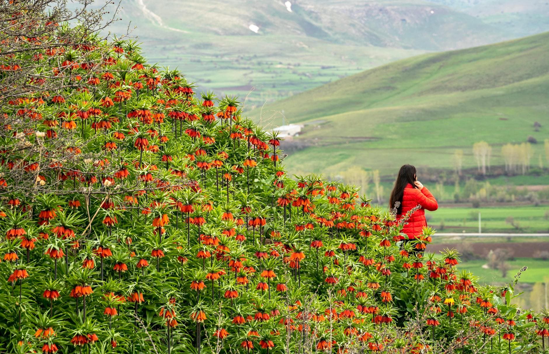 Fritillaire impériale - illustration botanique
