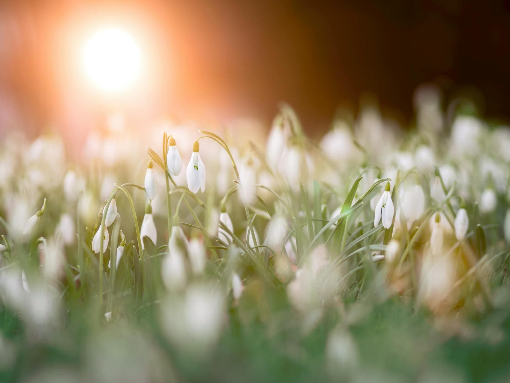 Galanthus - illustration botanique