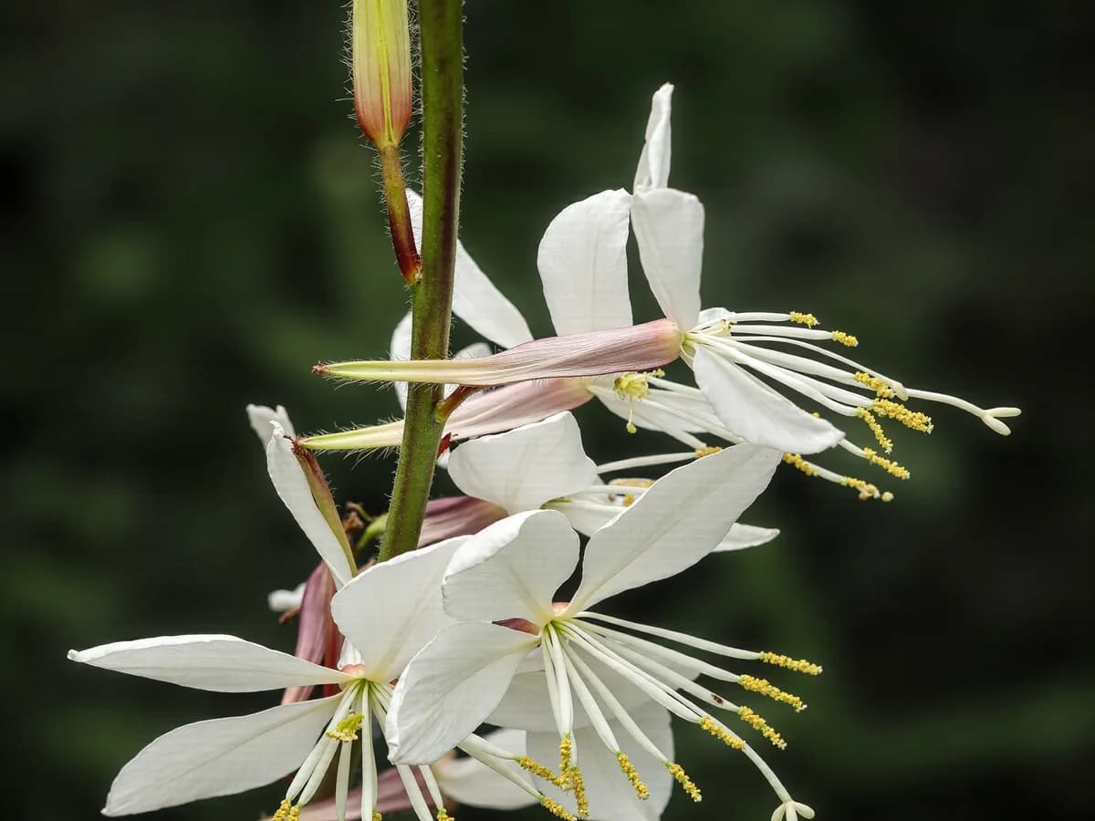 Gaura