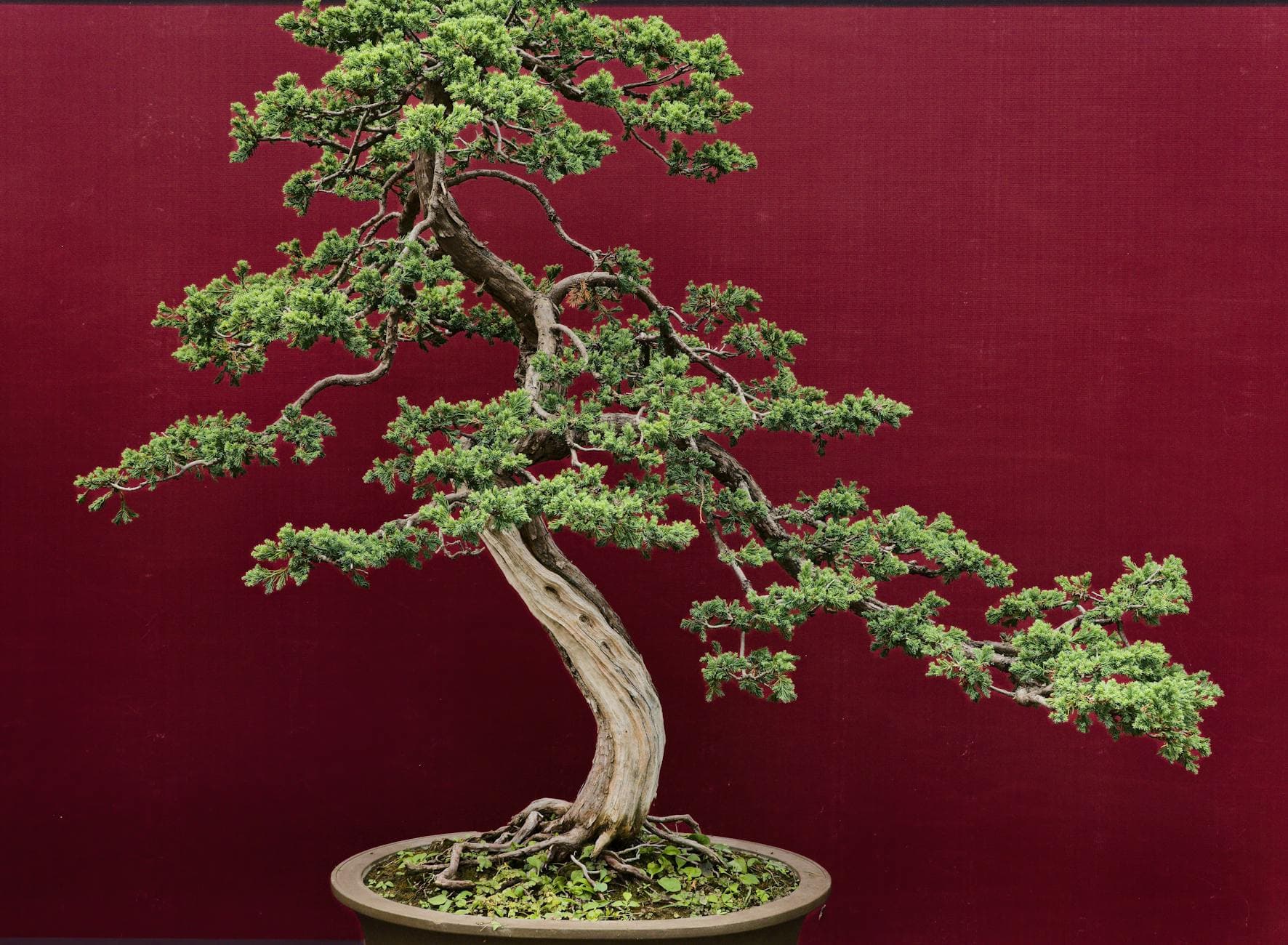 Genévrier de Chine - illustration botanique