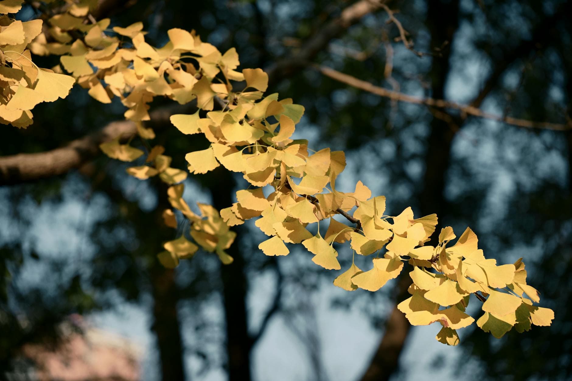 Ginkgo biloba - illustration botanique
