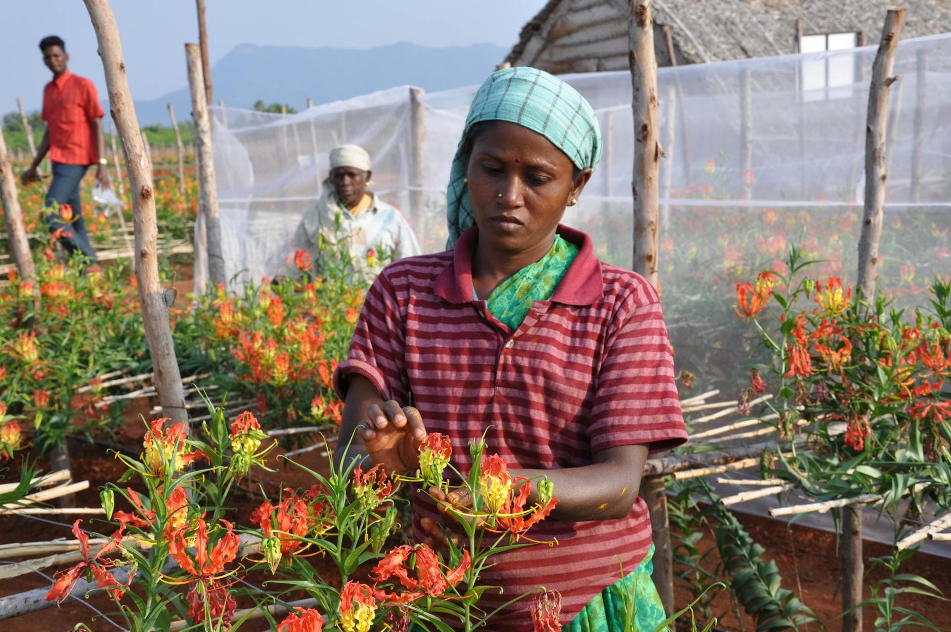 Gloriosa - illustration botanique