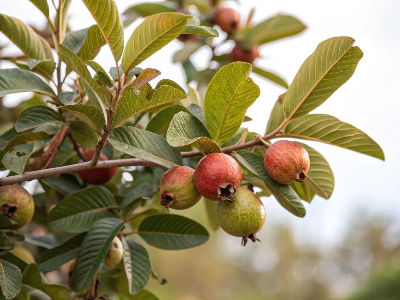 Goyavier - illustration botanique