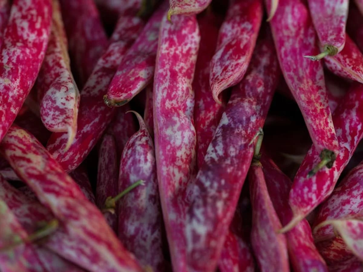 Haricot à rames - illustration botanique