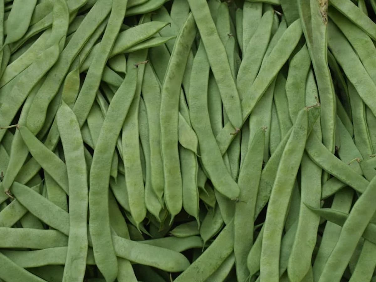 Haricot vert - illustration botanique