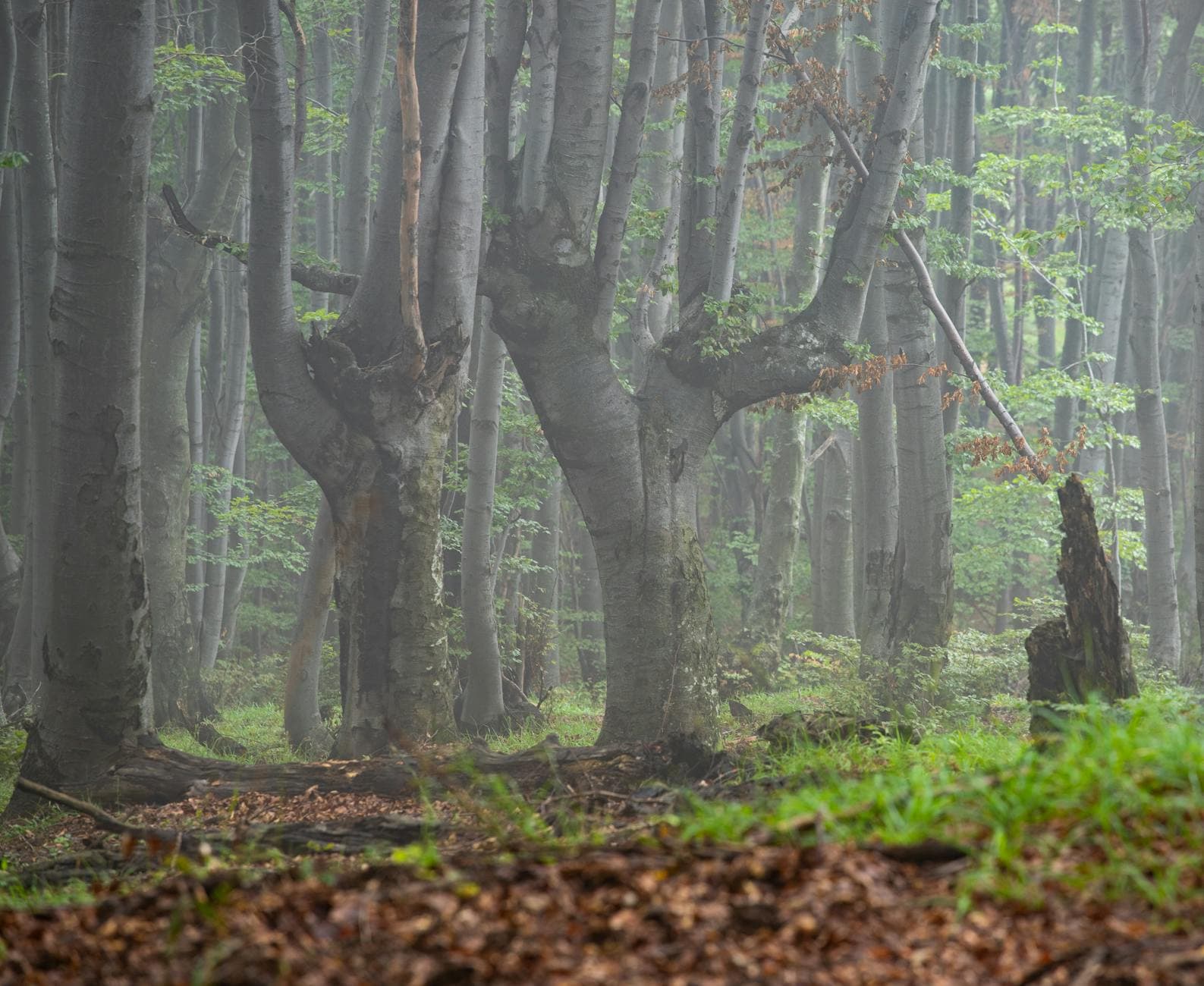 Hêtre commun - illustration botanique