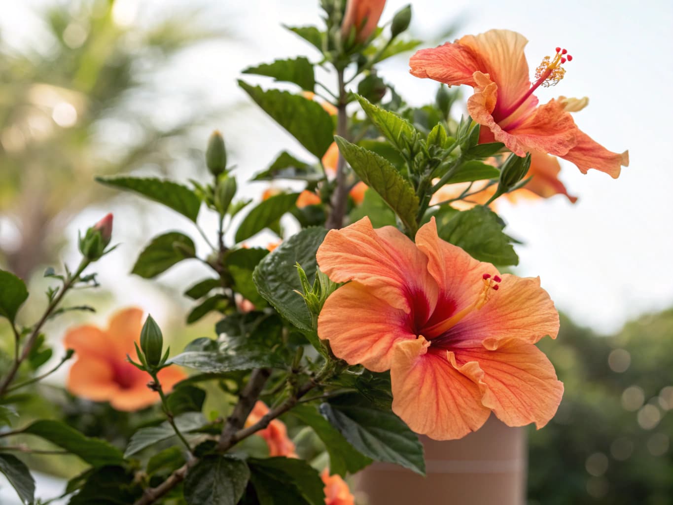 Hibiscus - illustration botanique