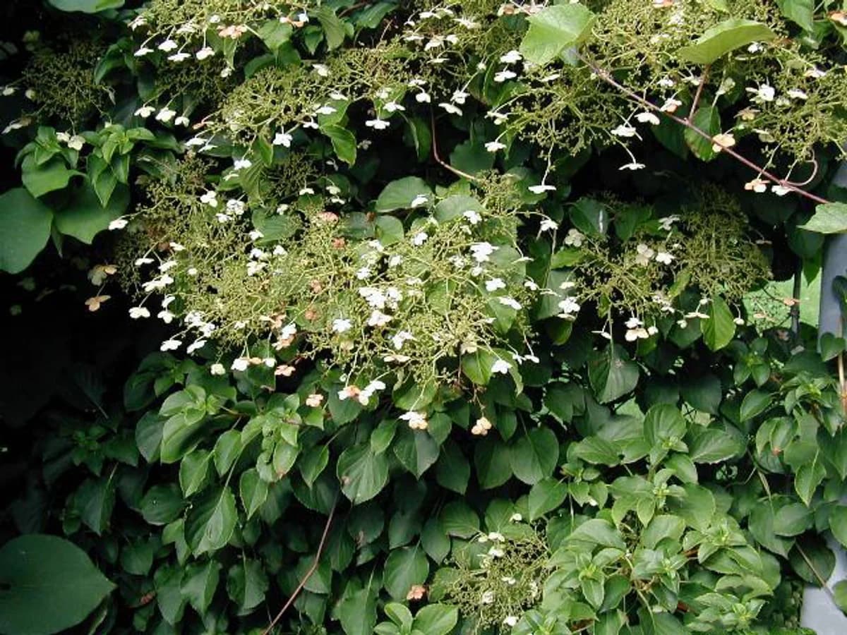 Hortensia grimpant - illustration botanique