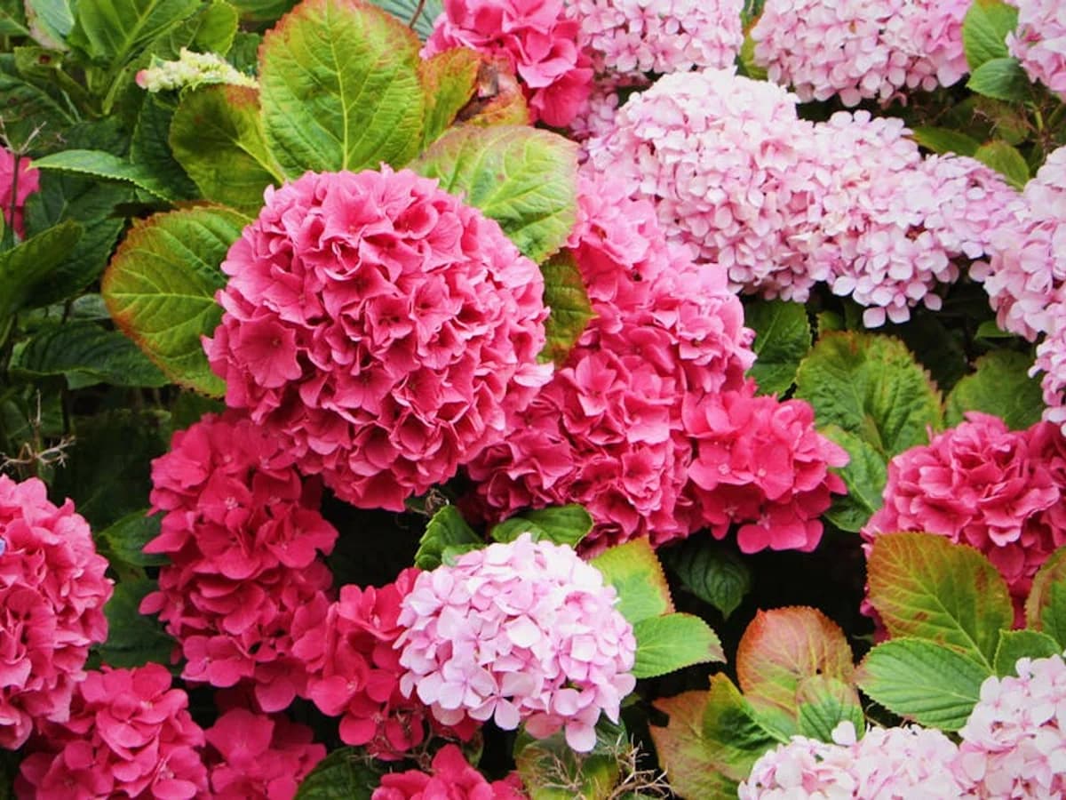 Hortensia - illustration botanique