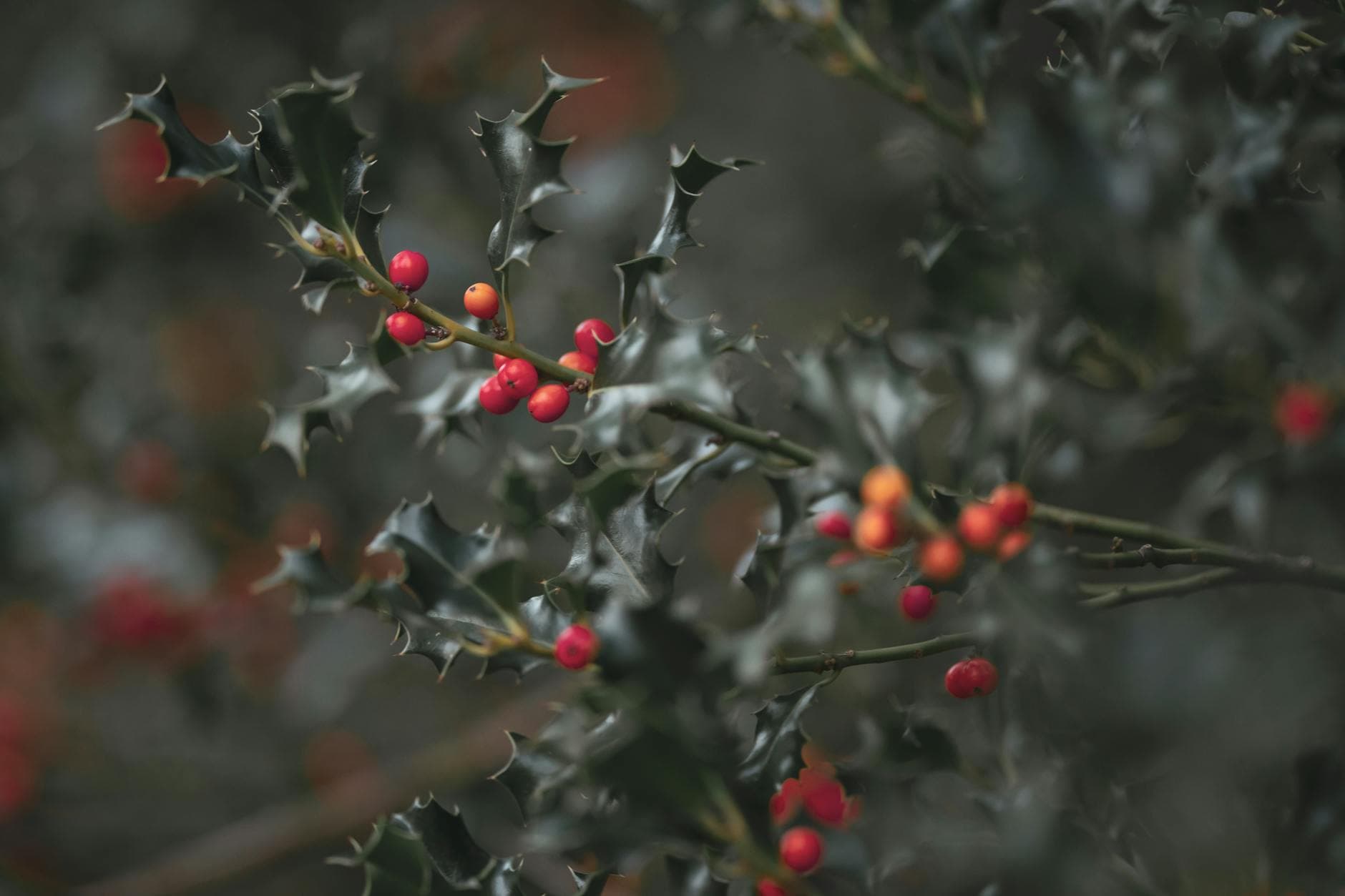 Houx d'Europe - illustration botanique