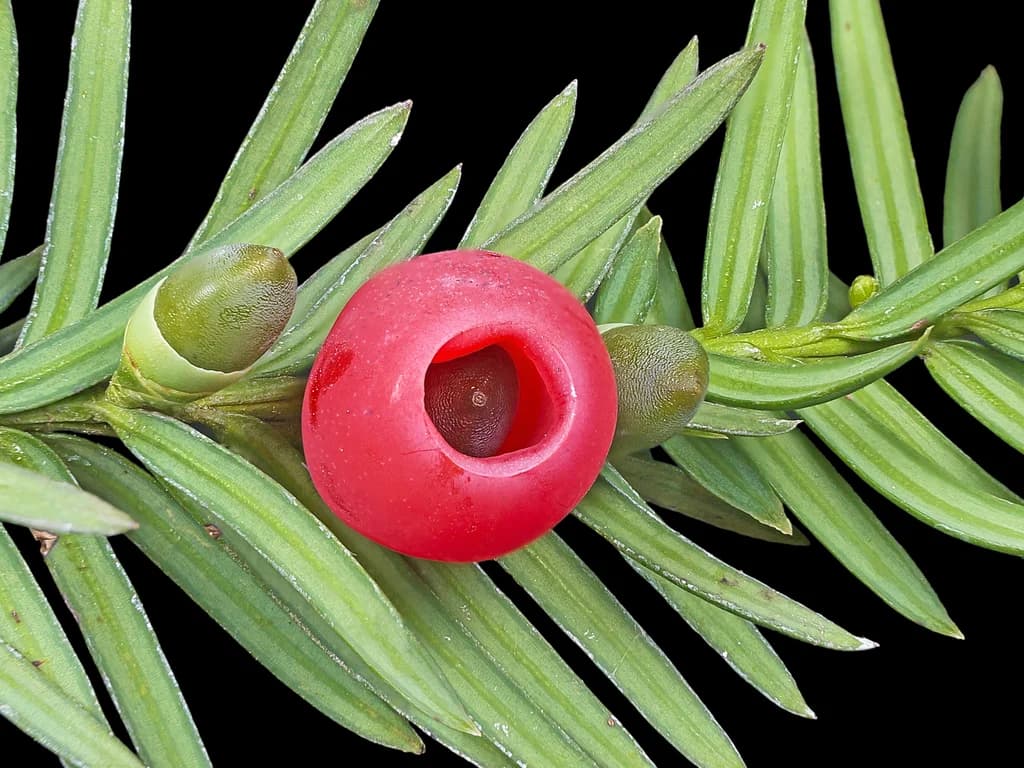 If - illustration botanique